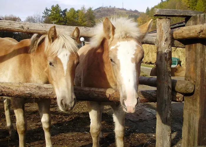 Semesterbostad Maximus